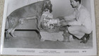 1964 Vintage Elvis Presley Photo Kissin Cousins With Hound Dog Hezikiah