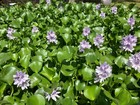 4 Live Water Hyacinths And 4 Water Lettuce Plants    Free Shipping  