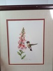 Signed   Framed Art Print Of Hummingbird Feeding From A Foxglove Flower