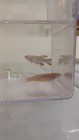 Steel Blue Killi Fish Pair Not Annuals Live Fish Gardneri Tank Strain