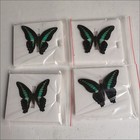 20 Real Blue Green Butterfly Specimens Spread Wings A1 a- Entomology Diy