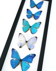 Framed Blue Morpho Butterfly Collection  Diamond Morphos  Black Display