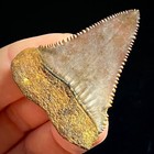 Great White Shark Tooth 1 85  Megalodon Teeth Era Fossil Unrestored