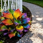 115  Hosta Seeds For Planting - Perennial Shade Loving Foliage Rainbow