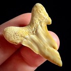 Pathological Otodus Obliquus Shark Tooth 1 49   Megalodon Ancestor Restored