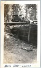 C1930s Sequoia National Park Ca Auto Tree Log Car 5  Snapshot Photo Redwoods Vtg