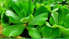 Water Lettuce Pistia Pest Free Floating Plants Fry Cover Koi Aquarium Pond Fast