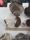Assorted Dried Conk Mushrooms tree Growths  Crafts  Taxidermy terrariums  2