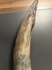 Single Raw  Unfinished Cow Or Steer Horn 18 Inches