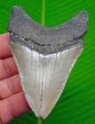 Megalodon Shark Tooth  Fossil - 3 78     Real Sharks Teeth