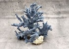 Blue Ridge Coral Cluster Heliopora Coerulea  1 Coral 7 5l X 6d X 6 5h Inches 