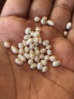 Antique Victorian Pearl 100 