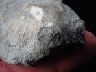 Edrioasteroid Echioderm-2 - Cystaster- Ordovician- Cincinnati  Ohio