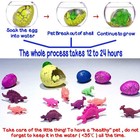 12pcs Hatching Dinosaur Egg Toys Growing Dino Eggs Hatch In Water Gift
