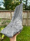 Texas Petrified Wood 13  Unique Elephant Skin Tropical Hardwood Tree Brazos Co 