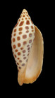 Shell Scaphella Junonia Florida 95 2 Mm