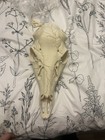 Whitetail Deer Skull European Mount     3d Printed   Shed Antler Adapter Kit
