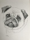 Original Pencil Signed Drawing Dog Portrait 9x12