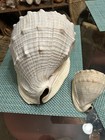 Queen Helmet Shell 12  And 5 