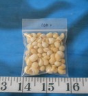   Snail Shells   Yellow Mix   100    Shellcraft   Sailor s Valentines  