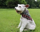 Ruth boaz Wool Blend Ethnic Inca Pattern Snap On Dog Bandanas  p-beige s  