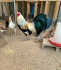8 Hskns Chicken Hatching Eggs Farm Raised