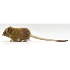 Hansa Bh7233 Short-eared Elephant Shrew 12 Plush Toy New Japan