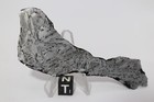 Odessa  Iron Meteorite  Etched Slice Weight 37 6 Grams 3 5 Inches Inclusions 