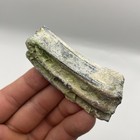 Ice Age Horse Tooth Fossil Corral Encrusted Venice Florida Fossil 