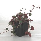 Succulent Pot Plant - Peperomia Ruby Cascade - In 2  Pot