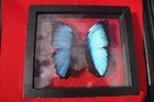 Morpho Deidamia Real Framed Butterfly Blue Black Peru