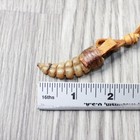 Large Rattlesnake Rattle  Necklace   6958    Mountain Man Necklace