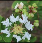 Crape Myrtle Tree Seeds Crepe  lagerstroemia Indica  Flower Plant  200 Seeds 