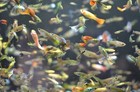 30 Live Guppy Fry Buy 2 Packs Get 1 Pack Free