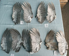 Bird Wings Real Feathers Sharp Tailed Grouse 1 Pair  you Choose Fly Tying Crafts
