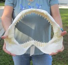 13  Bull Shark Jaw  Shark Teeth  Sharks  52376