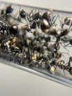 Polyrhachis Dives 1 Queen 20 w Colony Exotic Import 