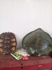 Taxidermy Rare Turtle Shelll