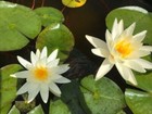 Water Lily Moondance White Winter-hardy Sprouted Tuber Rhizome