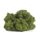 Supermoss  25155  Reindeer Moss Preserved  Basil  3 Pounds