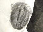 Larger  Nice And 100  Natural Trilobite Fossil From Cambrian Utah 371gr  d