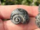 Texas Fossil Gastropods Lot Of 2 Ozan Formation Cretaceous Age Shells