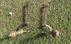 Vintage Set Of Two 18 1 2  Tall Brass   Cast-iron Fireplace Andirons