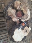 7  Birdseye Spalted Maple Burl Slab      Rough Cut        84 x63 x5-7  