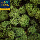 Preserved Reindeer Moss Natural Green Diy Kit Gardenning Art Wall Decor Florist 