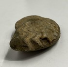 276 Grams Amazing Whole Permian Ammonite Fossil Calcite Mollusca Timor  Used