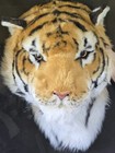 Large Life Size Plush Tiger Wall Mount Faux Taxidermy Safari Jungle Decor Furry 