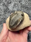 Metacanthina Issoumourensis Trilobite Fossil     Spectacular Flying Preparation    