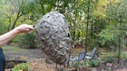 Bald Faced Hornets  wasp Nest   20 x12 