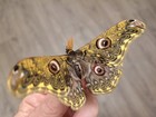 3 Saturnia Sinanna A1- Vietnam see Photo  Limited Number  